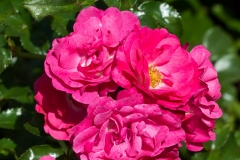 Rose, Bodendeckerrose