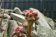 Hauwurz, Blüte