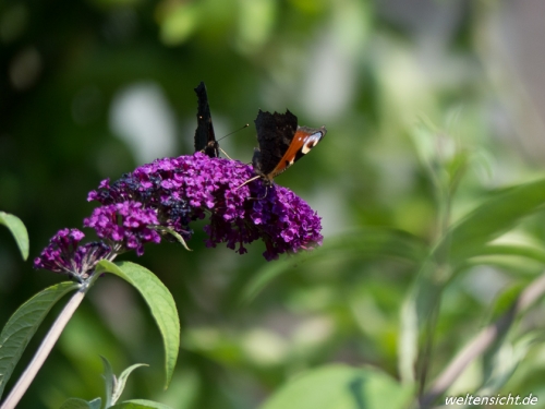 Schmetterlingsbesuch beim Sommerflieder