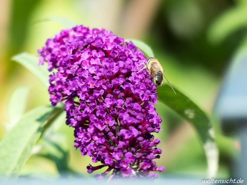 Bienenbesuch beim Sommerflieder