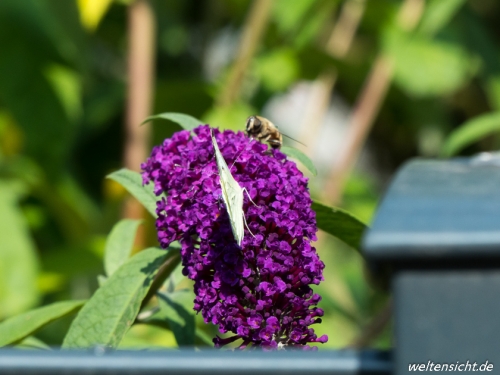 Schmetterlingsbesuch beim Sommerflieder