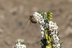 Besuch bei der Erica