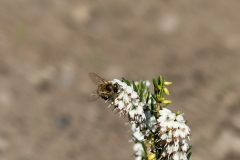 Besuch bei der Erica