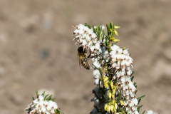 Besuch bei der Erica