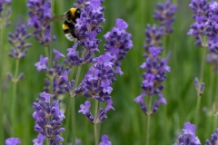 Hummel am Lavendel