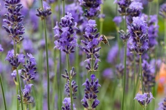 Lavendel