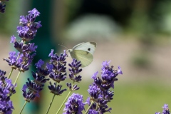 Falter am Lavendel