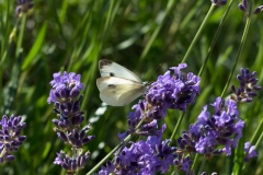 Falter am Lavendel