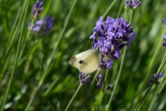 Falter am Lavendel