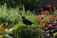 Amsel