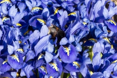 Vorgarten, Hummel, Iris