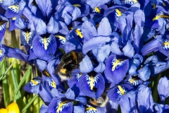 Vorgarten, Hummel, Iris