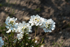 Schleifenblume