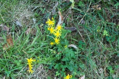 Jakobskreuzkraut (senecio jacobaea)