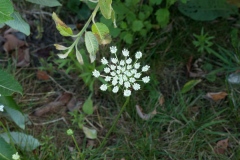 Wilde Möhre (daucus carota)