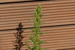 Berufkraut, und zwar das kanadische (erigeron canadensis)