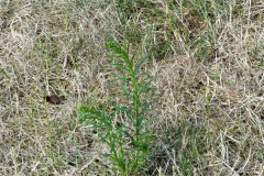 Berufkraut, und zwar das kanadische (erigeron canadensis)