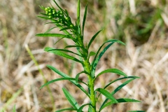 Berufkraut, und zwar das kanadische (erigeron canadensis)