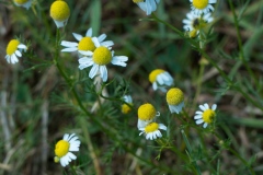 Hundskamille (anthemis-Art?)