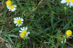 Hundskamille (anthemis-Art?)