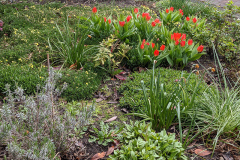 Tulpenblüte