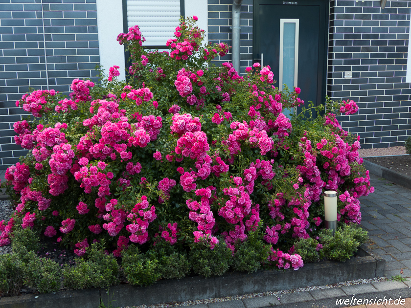 Blühende Rose im Vorgarten (19. Juni 2019)