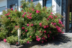 Rosenblüte im Vorgarten am 11 Juni