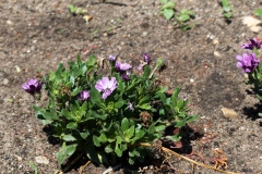 Osteospermum