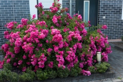 Rosenblüte im Vorgarten am 19 Juni