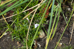 Teppichphlox Bavaria