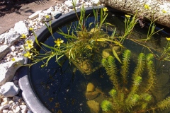 Brennender Hahnenfuss (Ranunculus flammula) und  Krauses Tausenblatt (Myriophyllum crispata)