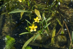 Brennender Hahnenfuss (Ranunculus flammula)