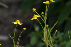 Brennender Hahnenfuss (Ranunculus flammula)