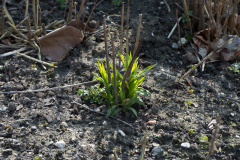 Phlox