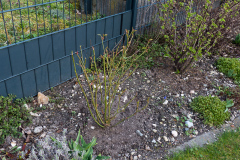 Rose Tottering by Gently