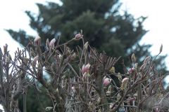 Magnolie im Nachbargarten