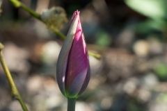 Tulpe