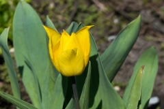 Tulpe