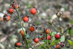 Hagebutten der Rose Bienenweide rosa