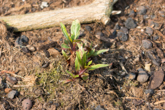 Oenothera macrocarpa