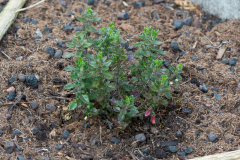 Teucrium x lucidrys, veg.