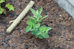 Sedum telephium 'Herbstfreude‘