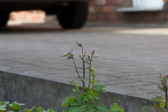 Aquilegia caerulea 'Biedermeier'