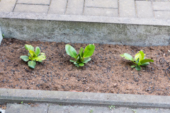 Bergenia cordifolia