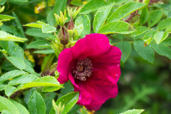 Rose Strandperle Norderney