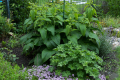 Thymian, Storchschnabel Geranium Rozanne, Brandkraut Phlomis russeliana