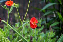 Nelkenwurz Geum x cult. Rot