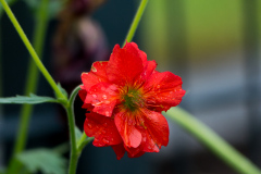 Nelkenwurz Geum x cult. Rot