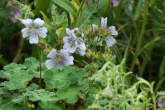 Geranium