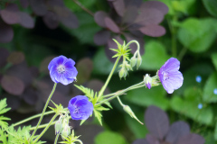 Geranium